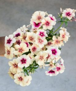 Phlox Cerise Caramel