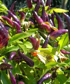 Piment Micro Mascarade