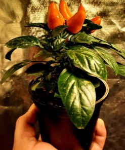 Piment Micro Zamora Orange
