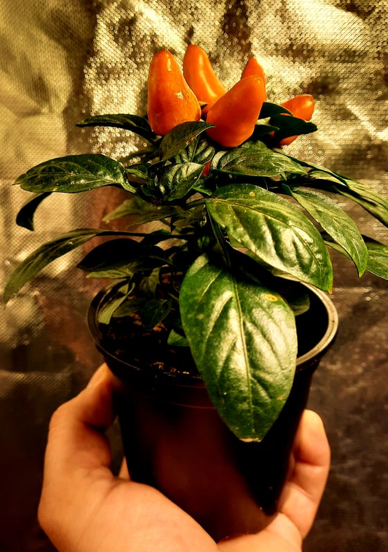 Piment Micro Zamora Orange