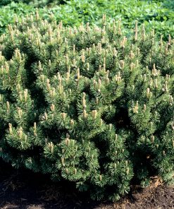 Pin nain des montagne