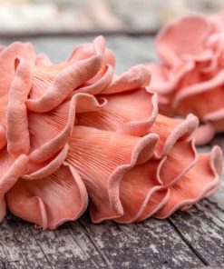 Champignon Pink Oyster