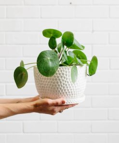 Plante à monnaie (Pilea Peperomioides)