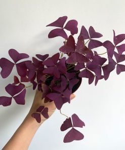 Plante Papillon mauve (Christia obcordata)