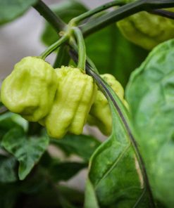 Piment Chinois Shangri-La