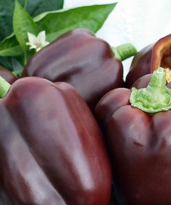 Poivron Gourmet Gâteau au Chocolat