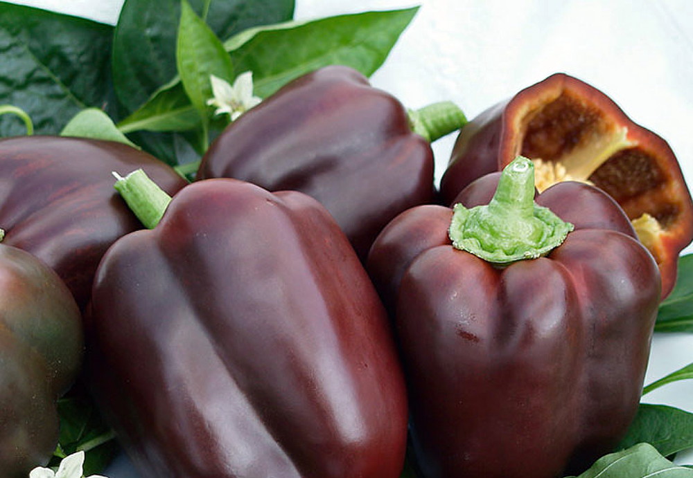 Poivron Gourmet Gâteau au Chocolat