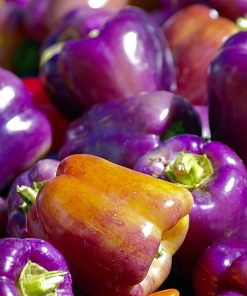 Poivron Beauté Violette