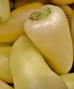 Poivron Sucré Blanc Crème