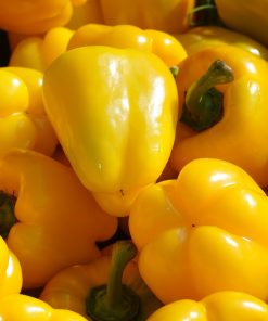 Poivron carré d&rsquo;Asti Jaune XL