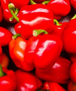 Poivron Carré d&rsquo;asti rouge