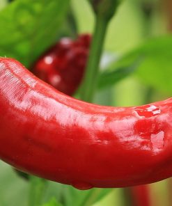 Poivron Corne de Taureau