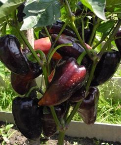 Mini Poivron Sucré Baron Samedi