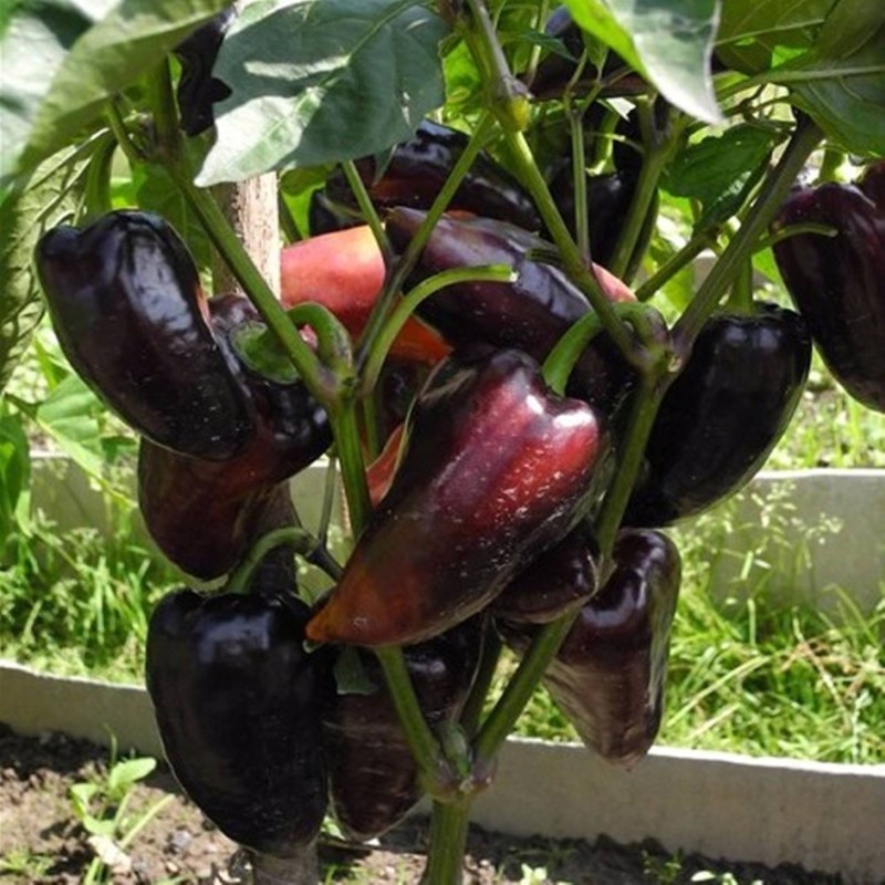 Mini Poivron Sucré Baron Samedi