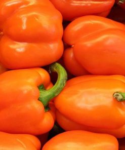 Poivron Orange Sweet Sunrise