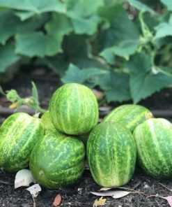 Concombre La pomme Verte de Richemond