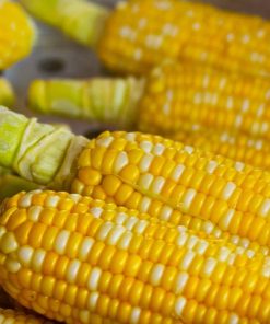 Maïs Honey and cream (2 couleurs)