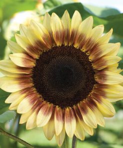 Tournesol Rouge/citron bicolor