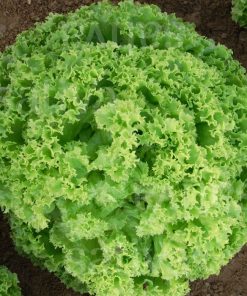 Laitue Vert Corail (lollo bionda)