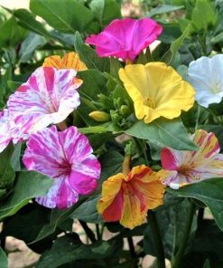 Belle-de-Nuit Mix Arc-en-Ciel