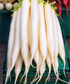 Radis Déjeuner Blanc