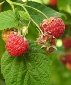 Framboise Sauvage du Québec