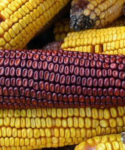 Maïs Boucher ensanglanté