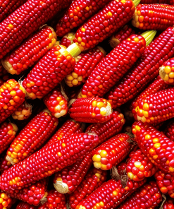 Maïs Orange Atomique