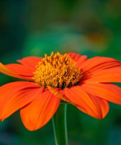 Tournesol Red Torche