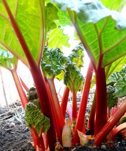Rhubarbe Victoria