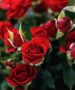 Rose  » Rouge Valentine »