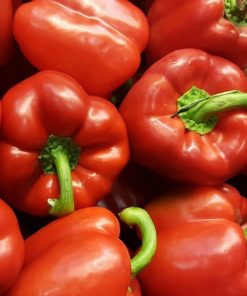 Poivron Rouge Le Roi du Nord