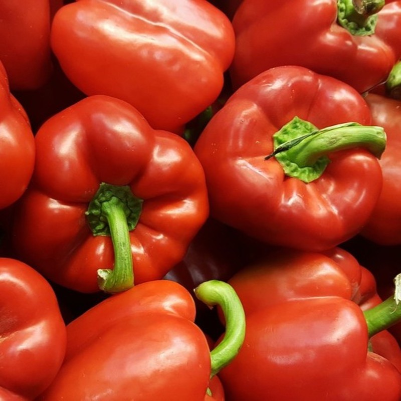 Poivron Rouge Le Roi du Nord