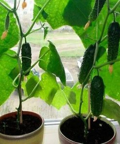 Concombre d&rsquo;interieur (Auto) F1