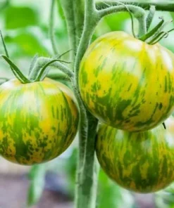 Tomate Jaune Zébrée