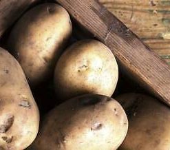 Pomme de terre de la Vengeance