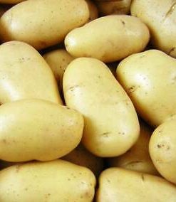 Pomme de terre Milena