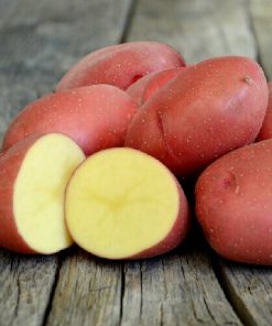 Pomme de terre la Beauté