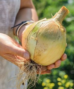 Oignon Géant de Russie