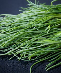 Salsola (Algues Terrestres)