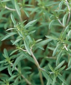 Sarriette d&rsquo;hiver