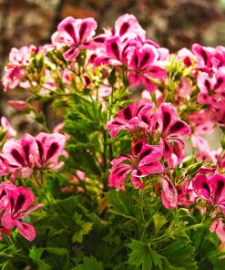 Géranium Odorant ( Attar of Roses )