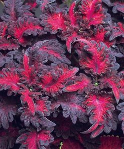 Coleus Dragon Noir