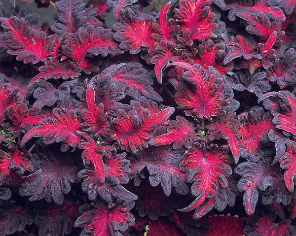 Coleus Dragon Noir