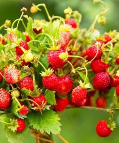 Fraise Fée des forêts