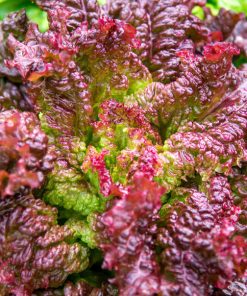 Laitue Rouge Corail  (Lolo Rosso)
