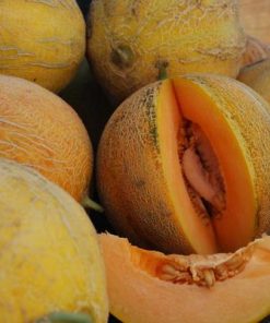 Cantaloup Minnesota midget