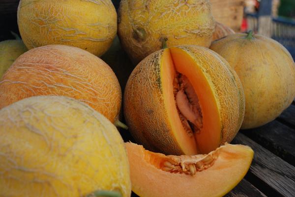 Cantaloup Minnesota midget