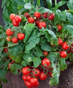 Tomate Naine Mohammed