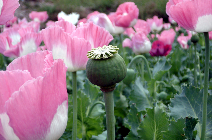 Pavot Afghan Giant Poppy